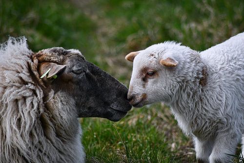 Moeder en kind schaap