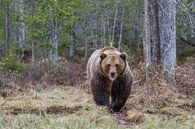 Brown Bear van Leendert van Bergeijk thumbnail