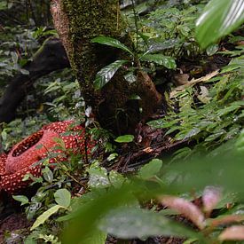 Rafflesia, Bukkitinggi, Indonesië van Dominique Van Gerwen