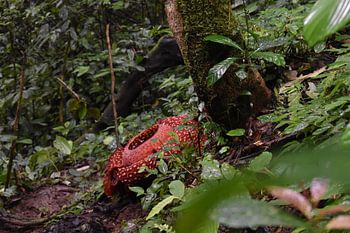 Rafflesia, Bukkitinggi, Indonesia