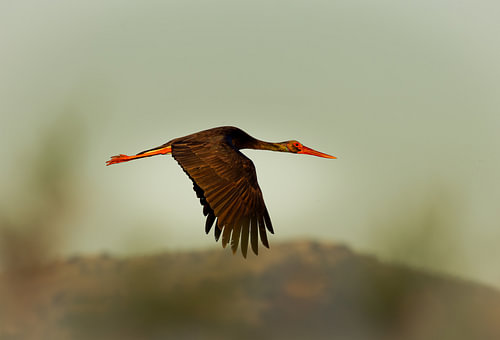 flying towards the sunrise