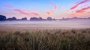 Hazy morning in the dunes