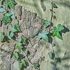 L'art des feuilles sur le tronc d'arbre sur Ronald Smits