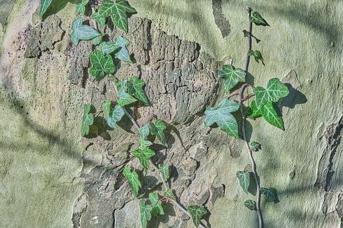 Klimop op de boomstam