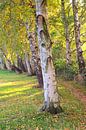 autumn birch by Ostsee Bilder thumbnail