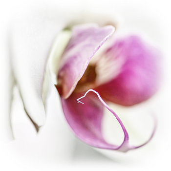 Purple Orchid