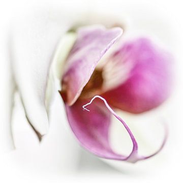 Violette Orchidee von Harrie van der Meer