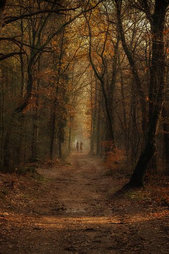 Paardrijden in het bos