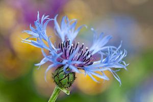 Cornflower (Centaurea cyanus)