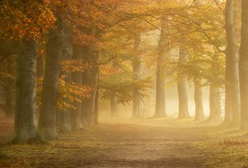 Mist in een kleurrijk herfstbos van Connie de Graaf