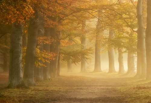 Fog in a colorful autumn forest