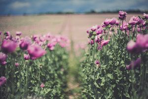 Papaver von Caroline Meister