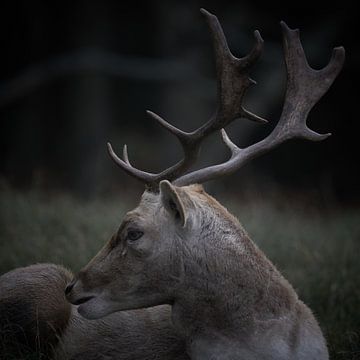 Jachtportret van een damhert van Gevk - izuriphoto