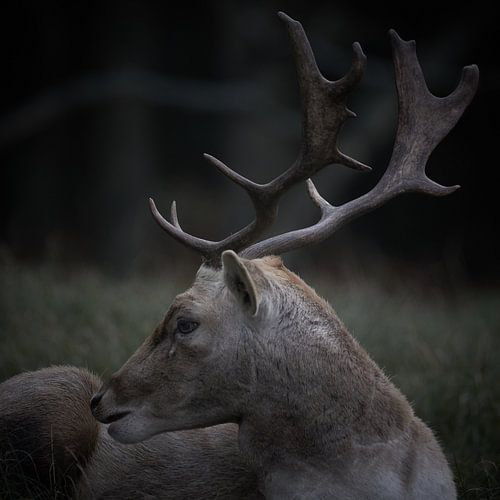 Jachtportret van een damhert
