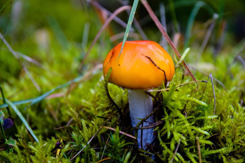 Champignon orange dans la mousse par Linda Schouw