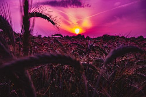 A cornfield at sunset