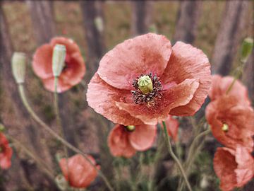 Mohn