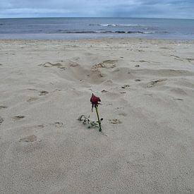 Rose im Strand von Jens Günther