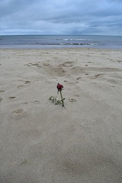 Rose à la plage sur Jens Günther