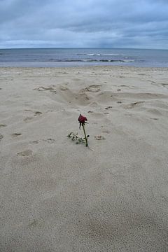 Roos op het strand van Jens Günther