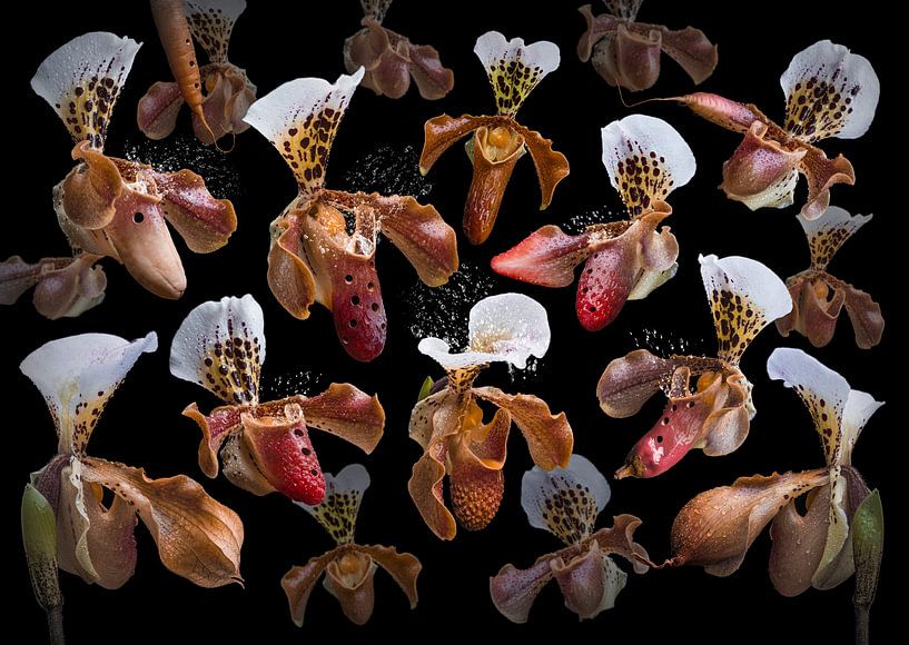 Orchidea exotica von Olaf Bruhn