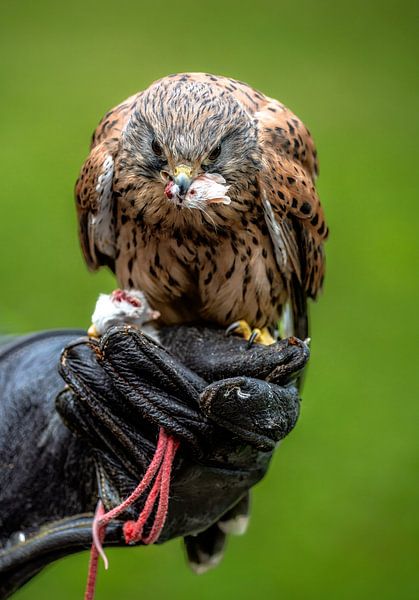 Falcon eats its reward in the falconer's hand by ManfredFotos
