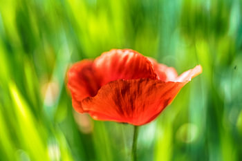 Poppy, species