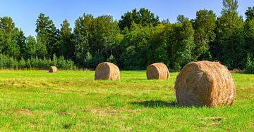 Rolls of hay laying on the meadow by Yevgen Belich