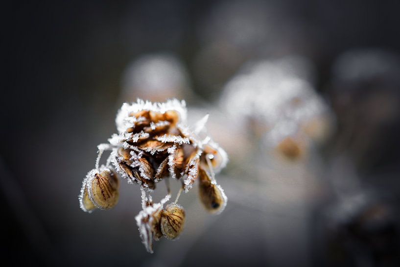 Kunst im Winter von Annemarie Veldman