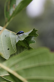 A small beetle amongst the leaves by Hanneke Louwerse