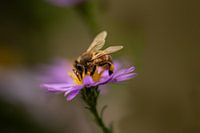 busy bee
