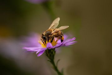 abeille occupée sur Laurens Balvert
