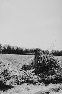 Schwarz-Weiß-Landschaft aus Twente von Holly Klein Oonk