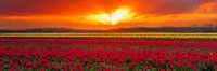 Bloembollenveld tijdens de zonsopkomst
