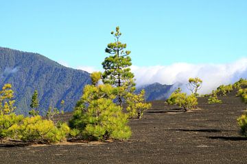 De Caldera de la Taburiente op La Palma van Jolanta Mayerberg