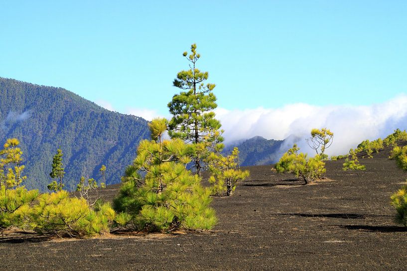  Die Caldera de Taburiente la von Jolanta Mayerberg