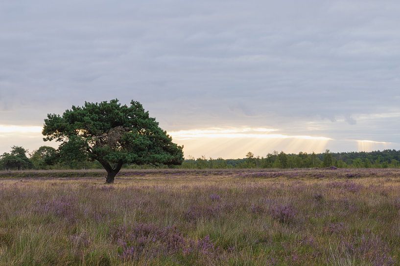 Iconische boom Dwingelderveld tijdens zonsopkomst van Marcel Kerdijk