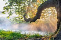 Bloeiende Ppaardenkastanje, het landschap is is bovendien gevuld met zonnestralen/ zonneharpen