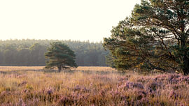 Blühende Heide und Kiefern, Terletse Heide von Bart Wilmer