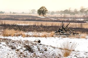 Landschap in winter van Gonnie van de Schans