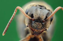 Ameise von wim verrijp