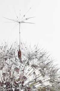 a soaring dandelion seed sur Elianne van Turennout