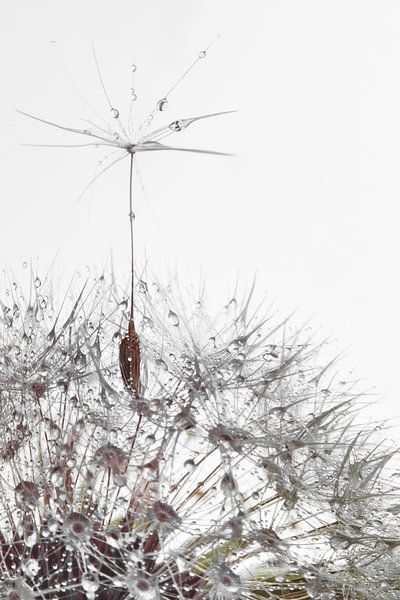 a soaring dandelion seed van Elianne van Turennout