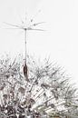 a soaring dandelion seed van Elianne van Turennout thumbnail