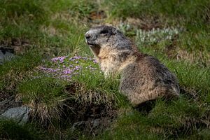 Alpenmarmot in Oostenrijkse bergen van Melissa Peltenburg