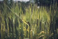 Groen tarweveld in de zomer