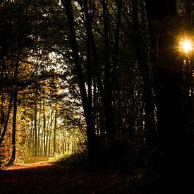 Zonsopkomst in het bos tijdens de herfst sur J.A. van den Ende