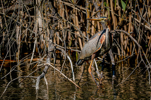 Shadow of the Reeds: The Purple Heron