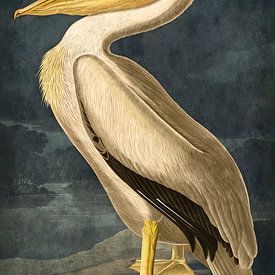 Golden pelican on dark blue background by Kjubik