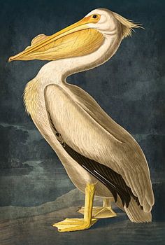 Goldener Pelikan auf dunkelblauem Hintergrund